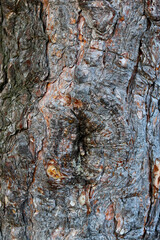 Tree bark texture. Abstract natural background.