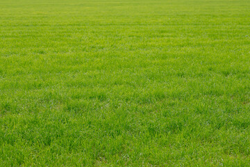 Obraz premium Summer landscape view of grass field on the field, Green grass meadow on the lawn, Nature pattern background, Free copy space for your text.