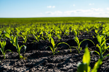 Close up seeding maize plant, Green young corn maize plants growing from the soil. Agricultural scene with corn's sprouts in earth closeup.