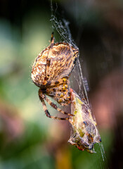 spider on web