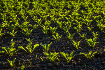 Straight rows of sugar beets growing in a soil in perspective on an agricultural field. Sugar beet cultivation. Young shoots of sugar beet, illuminated by the sun. Agriculture, organic.