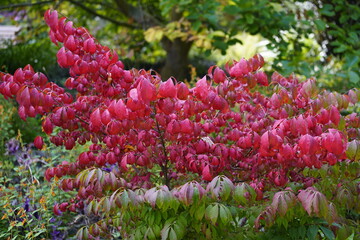 Euonymus alatus, known variously as winged spindle, winged euonymus or burning bush, is a species...