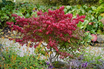 Euonymus alatus, known variously as winged spindle, winged euonymus or burning bush, is a species...