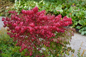 Euonymus alatus, known variously as winged spindle, winged euonymus or burning bush, is a species...