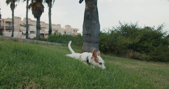 Cheerful dog scratching his muzzle lying in green grass. Kind mischievous dog wagging his tail and lounging in park pinching and eating greenery. Short hair animal playfully crawling toward the camera