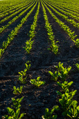 Straight rows of sugar beets growing in a soil in perspective on an agricultural field. Sugar beet...