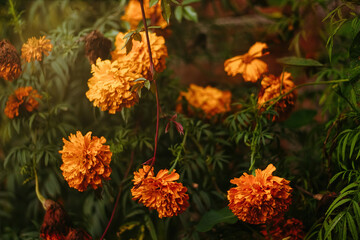 Cempasuchil flowers background