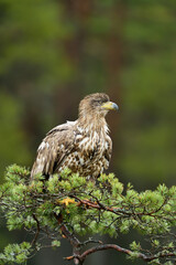 Eagle on a tree in the autumn