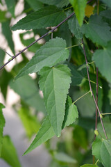 Trailing abutilon