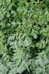 Common wormwood