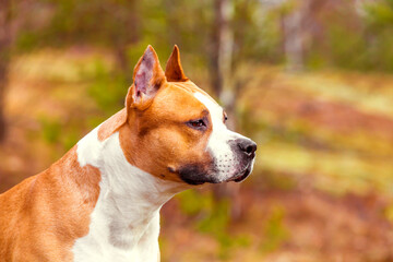 dog american staffordshire terrier in nature in the forest