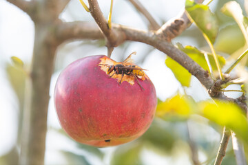 Fototapete bei efototapeten.de bestellen   