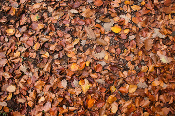 Brown and yellow leaves on the ground in a German forest on a fall day.