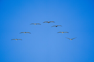 birds in flight, brown pelican
