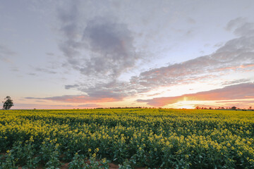 Canola field in full bloom under vibrant sunset sky