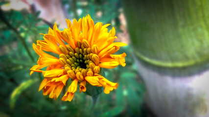 yellow flower in the garden