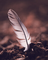 Feather with brown background, Nature, white
