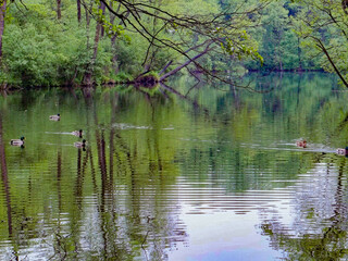 Rozlewisko moczary  woda