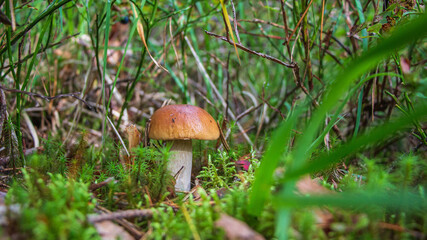 White mushroom in the forest