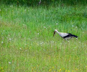 Bocian na łące 