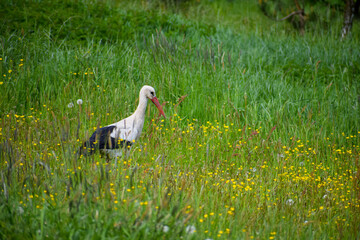 Bocian na łące 