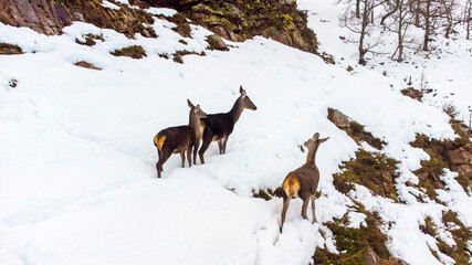 ciervos libres en la nieve