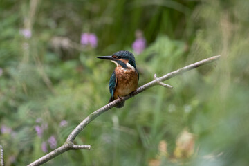 Common Kingfisher Alcedo atthis hunting by the river, beautiful colorful bird sitting on the branch and hunting fish, catching fish