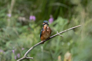 Common Kingfisher Alcedo atthis hunting by the river, beautiful colorful bird sitting on the branch and hunting fish, catching fish