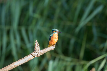 Common Kingfisher Alcedo atthis hunting by the river, beautiful colorful bird sitting on the branch and hunting fish, catching fish