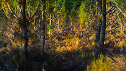 Obraz premium Rangées de pins, entrecoupées par des chemins de terre, dans la forêt des Landes de Gascogne. Le coucher du soleil met bien en valeur les riches teintes de la forêt