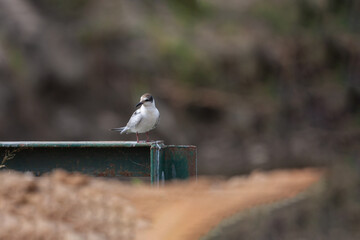 Little Tern (Sternula albifrons) perched on an iron profile