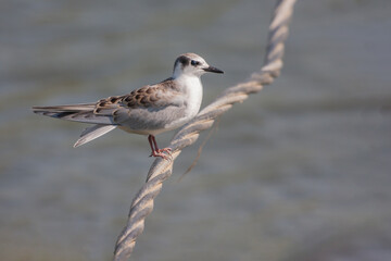 Little Tern (Sternula albifrons) perched on a steel cable