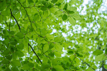 Fototapeta na wymiar Young fresh green leaves in springtime. Fresh new green leaves on the green backgrounds. Bright spring day