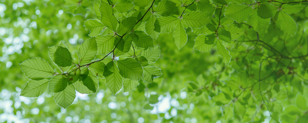 Young fresh green leaves in springtime. Fresh new green leaves on the green backgrounds. Bright spring day