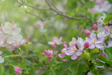 Obraz premium Flowering of the apple tree. Spring background of blooming flowers. White and pink flowers. Beautiful nature scene with a flowering tree. Spring flowering garden fruit tree