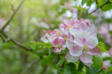 Flowering of the apple tree. Spring background of blooming flowers. White and pink flowers. Beautiful nature scene with a flowering tree. Spring flowering garden fruit tree