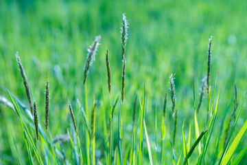 Fresh green grass field on blurred bokeh background. Soft focus. Beautiful sunlight spring or summer lawn. Spring or summer season nature landscape. Natural green grass texture. Copy space
