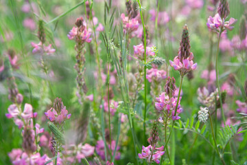 Field Pink flowers Sainfoin (Onobrychis Viciifolia). Wildflowers background. Herbs. Herbal Medicine concept