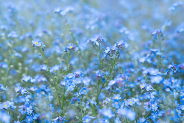 Spring blooming of small blue forget-me-not flowers, blurred background, soft focu (Myosotis...