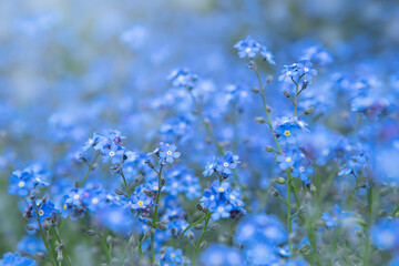 Spring blooming of small blue forget-me-not flowers, blurred background, soft focu (Myosotis sylvatica, arvensis or scorpion grasses). Close-up of forget-me-not flowers
