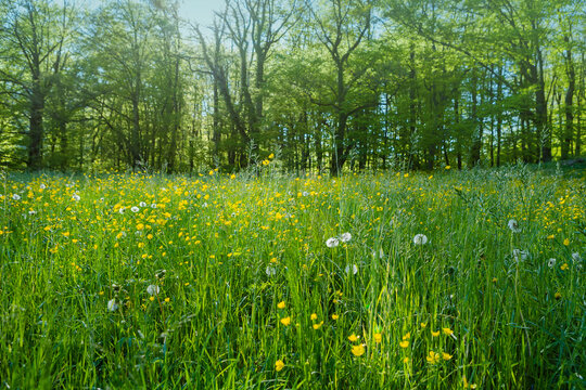 Alpen Landscape. Green field meadow full of spring flowers with forest on the background. Selective focus. Spring Nature. Beautiful Landscape