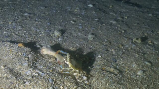 Blue crab carrying a chicken bone under the water on ocean floor