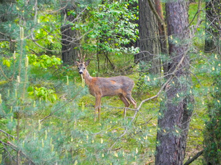 Koziołek w lesie  © Paweł Kacperek