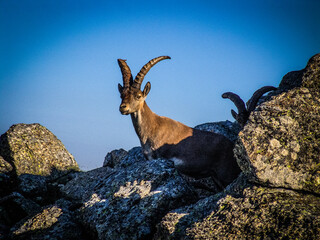 Cabras montesas sobre rocas de granito