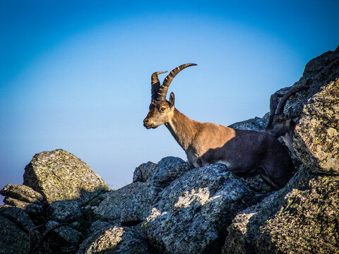 Cabras montesas sobre rocas de granito