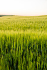 Young green barley growing in agricultural field in spring. Unripe cereals. The concept of agriculture, organic food. Barleys sprout growing in soil. Close up on sprouting barley in sunset.