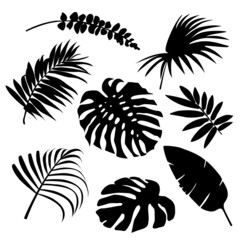 Set of palm leaves silhouettes isolated on white background.