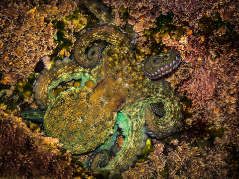 PULPO EN SU HABITAT