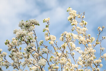 Delicate white blossom flowers on tree in early spring