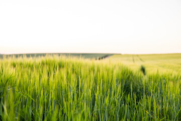 Young green barley growing in agricultural field in spring. Unripe cereals. The concept of agriculture, organic food. Barleys sprout growing in soil. Close up on sprouting barley in sunset.